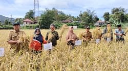 Keltan Jawi-Jawi Agro di Kecamatan Matur, Kabupaten Agam, Sumatera Barat panen pertanian organik