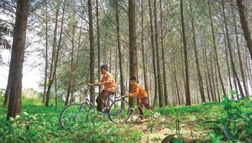 Asyiknya bermain sepeda di bawah rindangnya hutan pinus Pantai Kata